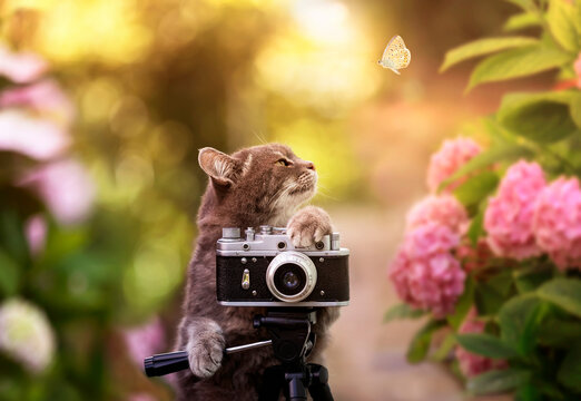 cute cat stands in a sunny summer garden with a retro camera and looks at a flying butterfly