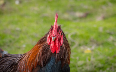 rooster on the eco-farm. Rooster in the village.