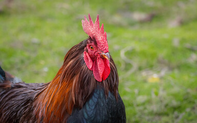 rooster on the eco-farm. Rooster in the village. Close-up portrait of rooster with green grass background.