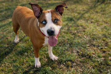 Happy and active dog outdoors in the grass on a sunny day. Staffordshire terrier dog with a happy muzzle walk  in nature. Happy dog. Walk with the dog.