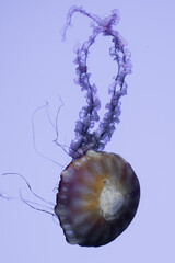 jellyfish in captivity