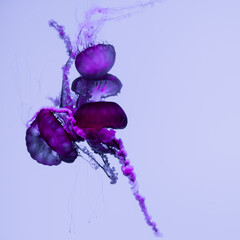 jellyfish in captivity