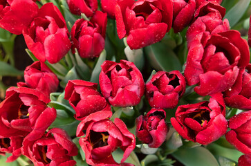 Obraz na płótnie Canvas Red tulips flowers in the garden