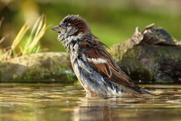 House sparrow bathes in a bird's water hole. He watches the sky. Moravia. Czechia.