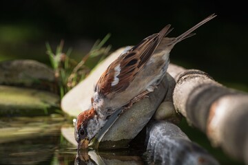 House sparrow, male drinking from bird's water hole. Moravia. Czechia.