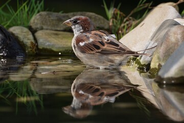  House sparrow, male standing in the water of the bird watering hole. Reflection on the water. Moravia. Czechia 