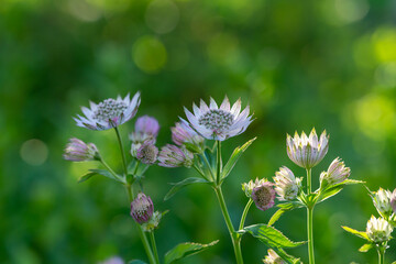 Blossom lilac astrantia flower on a green background close-up photo in summertime. Garden flower with pink petals macro photography in a sunny summer day.