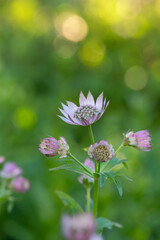 Blossom lilac astrantia flower on a green background close-up photo in summertime. Garden flower with pink petals macro photography in a sunny summer day.