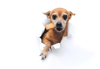 Funny brown small dog toy terrier with a paw reaches for food and holds a cookie in his teeth. Bulky muzzle. Torn hole in white paper. The concept of hunger and theft of food. Copy space.