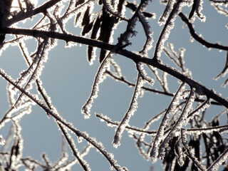 Frozen branches of a tree covered with snow and beautifully illuminated from behind in a cold winter morning