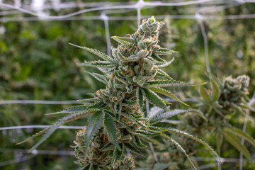 close up of live cannabis plant