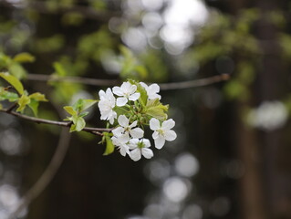 white cherry blossom