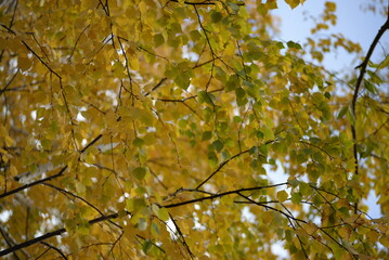 Yellow birch leaves close up, birch leaves on a tree, f leaves, background of leaves on a tree, golden autumn against a blurred background of the river, texture of birch leaves moving under wind