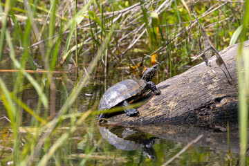 Obraz premium The European pond turtle , European pond terrapin, European pond tortoise (Emys orbicularis).