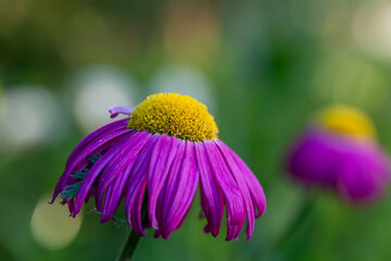 Blooming pink Pyrethrum flower on a green background in summer macro photography. Garden daisy flower with red petals closeup photo on a sunny day.	