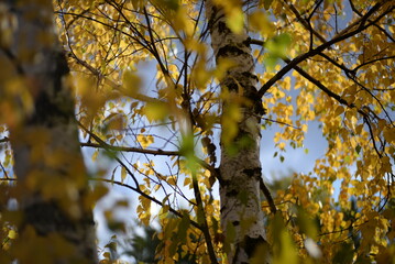 Yellow birch leaves close up, birch leaves on a tree, f leaves, background of leaves on a tree, golden autumn against a blurred background of the river, texture of birch leaves moving under wind
