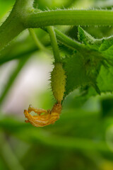 Yellow cucumber flower on a sunny summer day macro photography. Blooming cucumber in summertime close-up photography. Garden vegetable flower with bright yellow petals.
