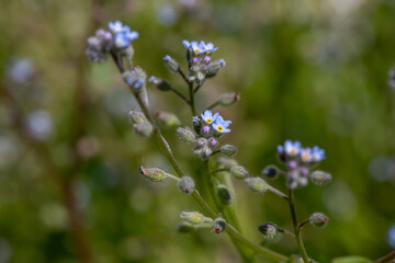 Blue little forget me not flowers on a green background on a sunny day in springtime macro photography. Blooming Myosotis wildflowers with blue petals on a summer day close-up photo.