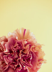 Ranunculus close up, background yellow
