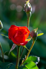 Blossom red rose flower macro photography on a sunny summer day. Garden rose with scarlet petals close-up photo in the summertime. Scarlet rosa floral background.
