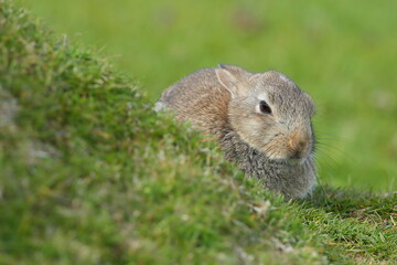 Naklejka na ściany i meble Rabbit, Hermaness NNR,Unst,Shetland Islands, Scotland, United Kingdom