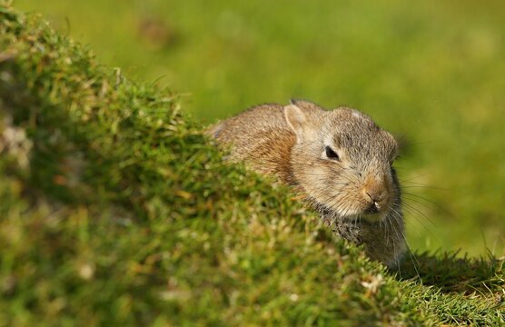 Rabbit, Hermaness NNR,Unst,Shetland Islands, Scotland, United Kingdom