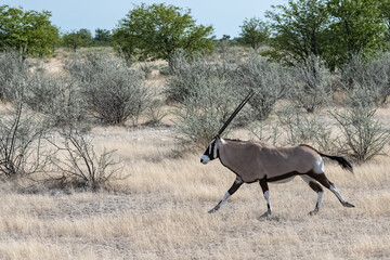 Namibia, oryx running in the savannah, male animal
