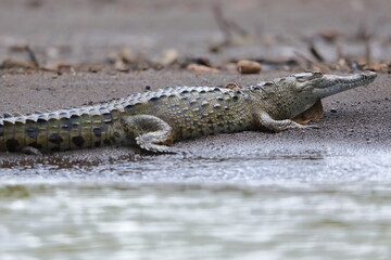 American crocodile, Crocodylus acutus, Costa Rica