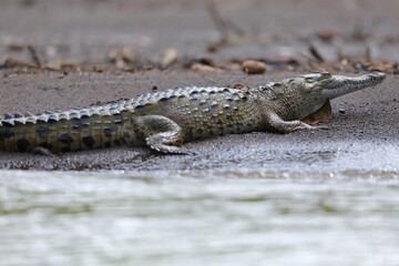 American crocodile, Crocodylus acutus, Costa Rica