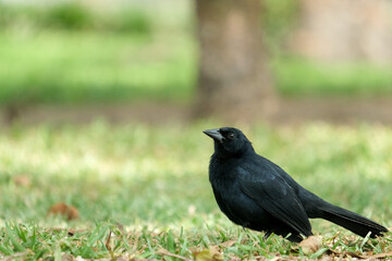 Close up black bird standing on the ground and watching around. Selective focus. Open space area. 
