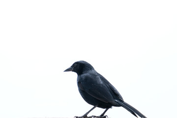 Close up isolated png black bird on white. selective focus. Open space area. 