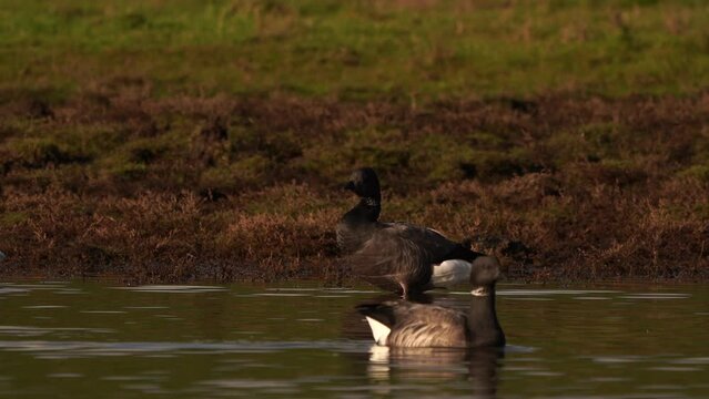 A brant or brent goose (Branta bernicla) polishing its feathers