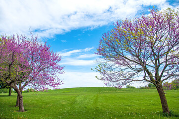 Chicago Montrose Spring Blossoms