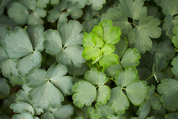 Green leaves of Limerucks, Columbine Leaves in the garden. Summer and spring time
