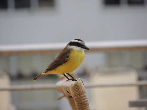Pássaro brasileiro com penas amarelas 
