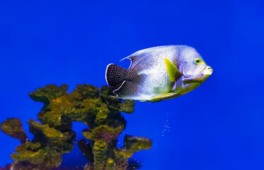 Beautiful blue fish swimming in the aquarium, Pomacanthus semicirculatus, Semicircle angelfish,...
