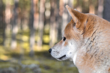 Shiba inu dog head portrait in the forest