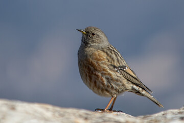 Prunella collaris