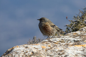Prunella collaris, Acentor Alpino