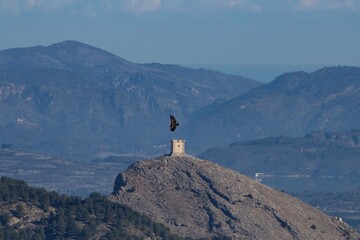 Castillo de Cocentaina junto a buitre leonado