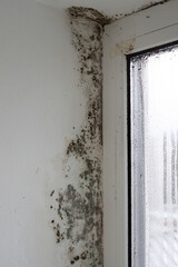 Fungus on the windowsill. Mold in the house