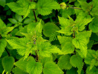 selective focus of common nettle, burn nettle or stinging nettle (Urtica dioica) with blurred background