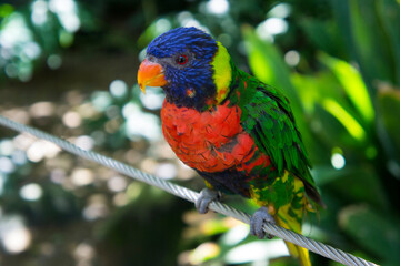 red and green macaw