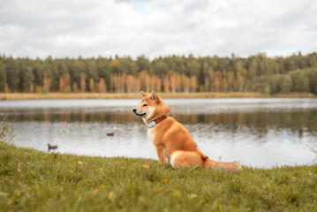 Red shiba inu puppy is sitting on the grass оn the forest lake in autum