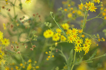 Yellow chamomile flowers. Background with chamomiles in grass for publication, poster, calendar, post, screensaver, wallpaper, postcard, banner, cover, website. High quality photo