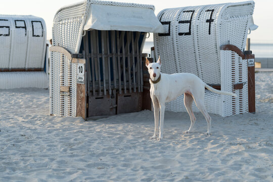 Weißer Podenco steht zwischen Strandkörben am Hundestrand von Norddeich