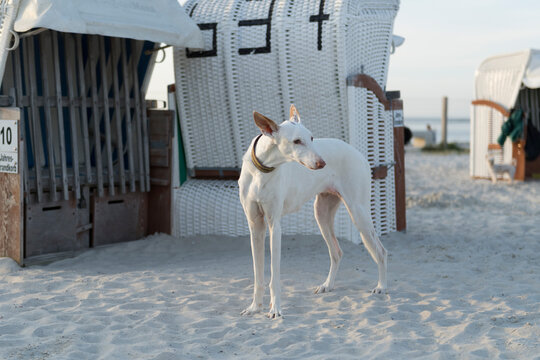 Weißer Podenco steht zwischen Strandkörben am Hundestrand von Norddeich