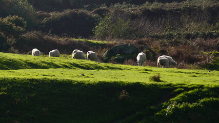 Fototapeta premium A herd of sheep grazes on a green meadow of a mountain slope