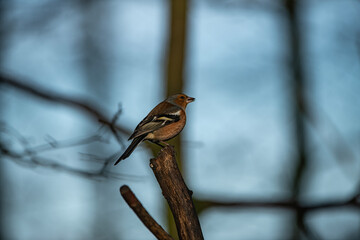 Chaffinch 