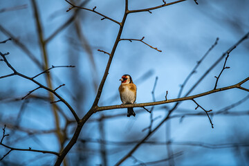 Goldfinch 